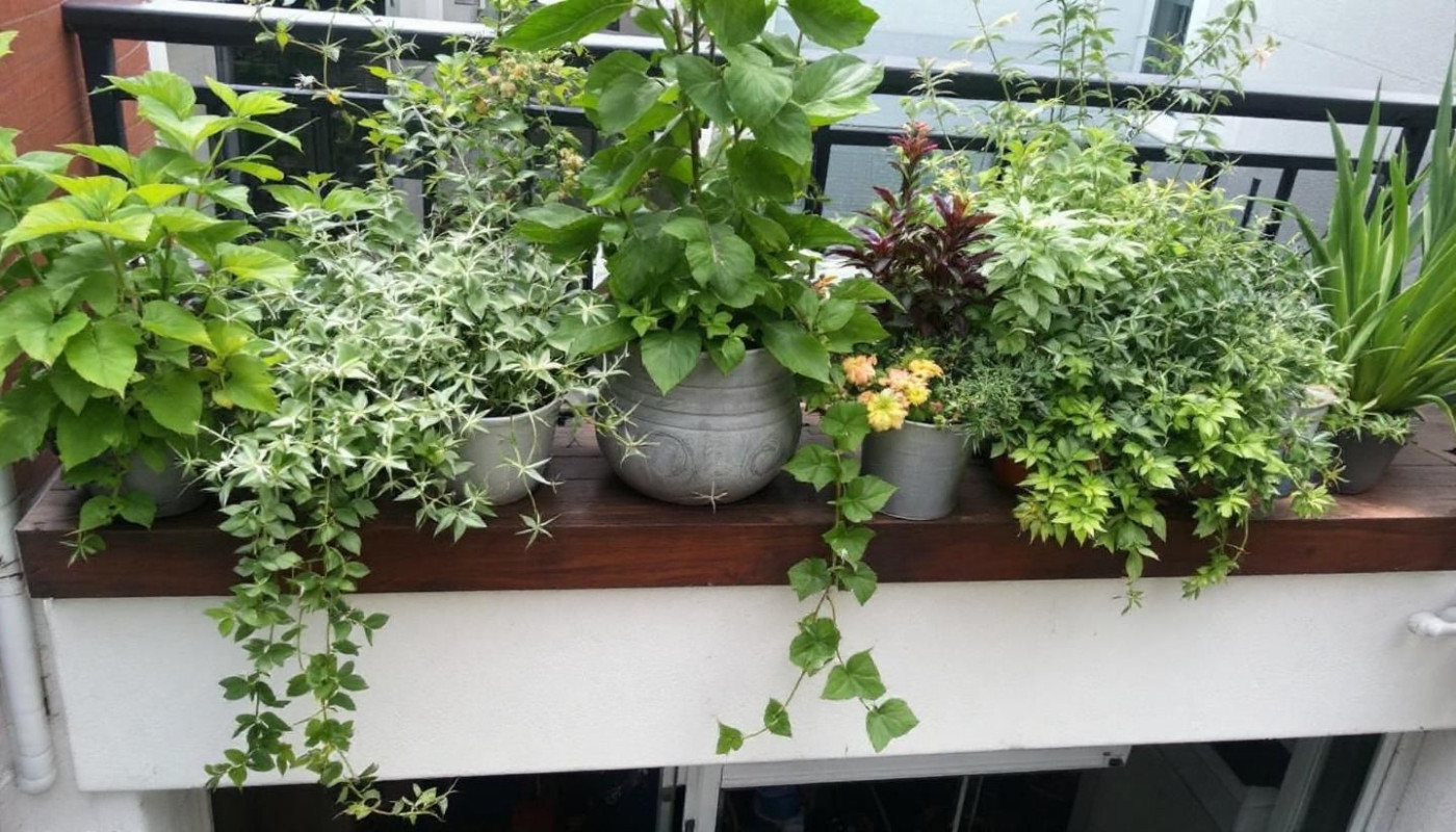Techniques de permaculture urbaine pour transformer votre balcon en écosystème productif et autonome